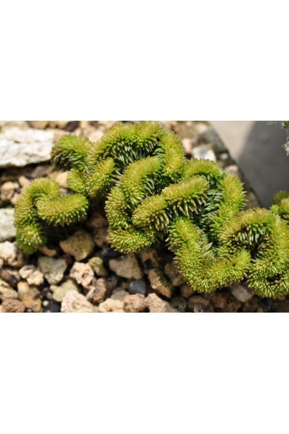 Очиток скельний Кристатум на клумбі